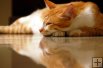 Deep Sleep Deep Sleep